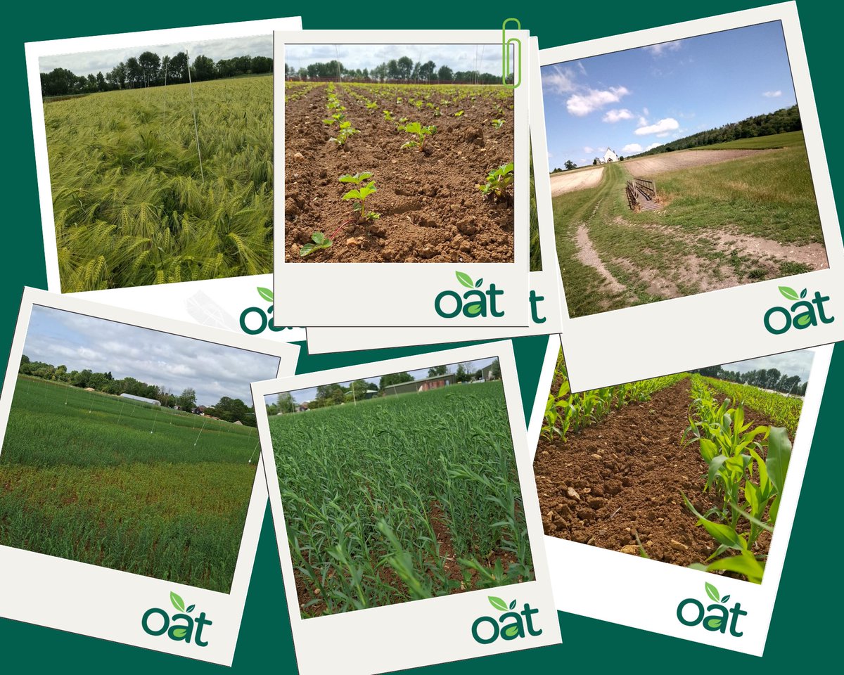 Oxford Agricultural Trials tweet media