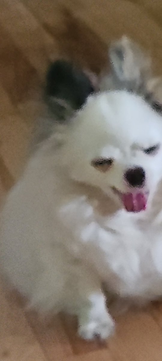 A late submission ... #dogsofx #FRIENDS4EVER #Puggieforever