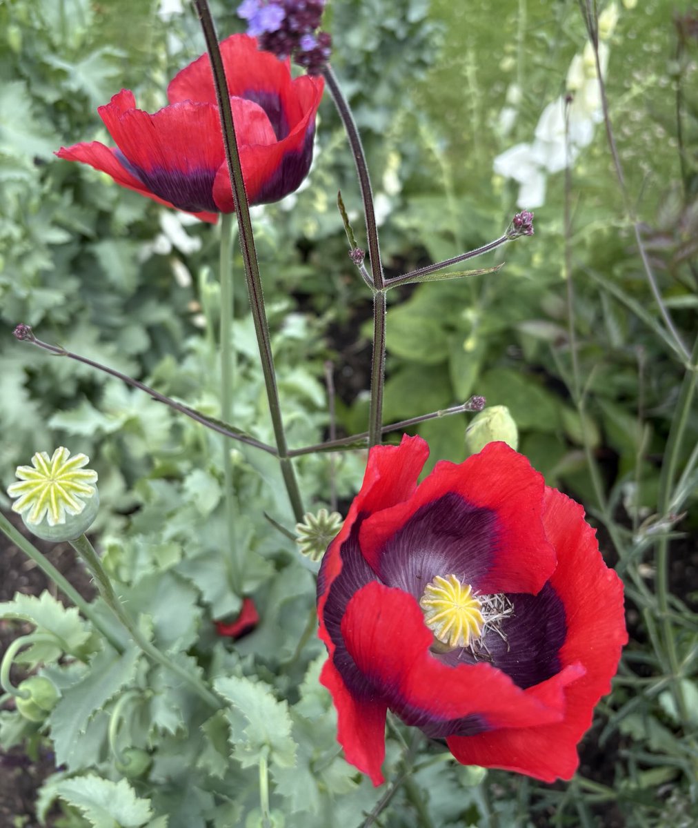 Poppies ⁦<a href="/NTClumberPark/">Clumber Park, National Trust</a>⁩ 11th June 2025