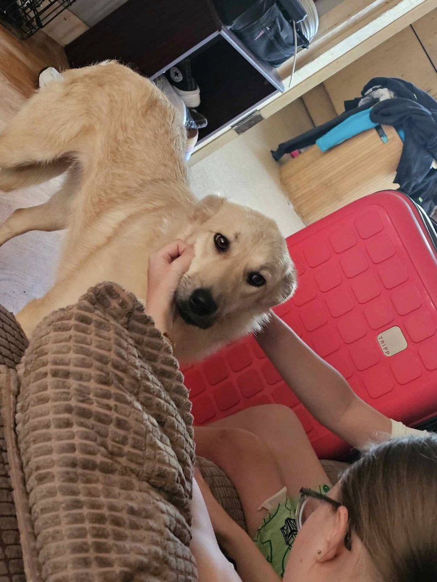 ❤️Norfolk❤️

10 month old Sprite is a delightful girl who is a bit nervous at times but overcomes this well!

Her foster says she is a loving girl who enjoys ear and bum scratches!

She can live with dogs, kids 8+ and cats following sensible meets.

Apply: pawprints2freedom.co.uk/apply