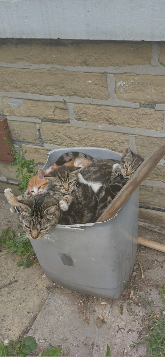 Imagine starting your life living like this!!!

Living in a bin in BD3.... 2 mum cats having litter after litter. Volunteers  have been busy assessing 2 mum cats and 7 kittens all afternoon living in this bin. 
We will update  when they are settled.
#teambcwr