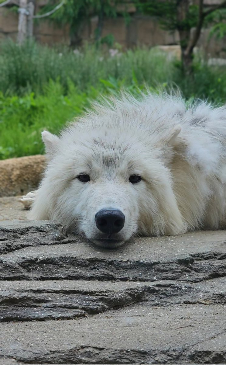 真白ちゃん

2025.06
#真白 #ホッキョクオオカミ #オオカミ 
#那須どうぶつ王国