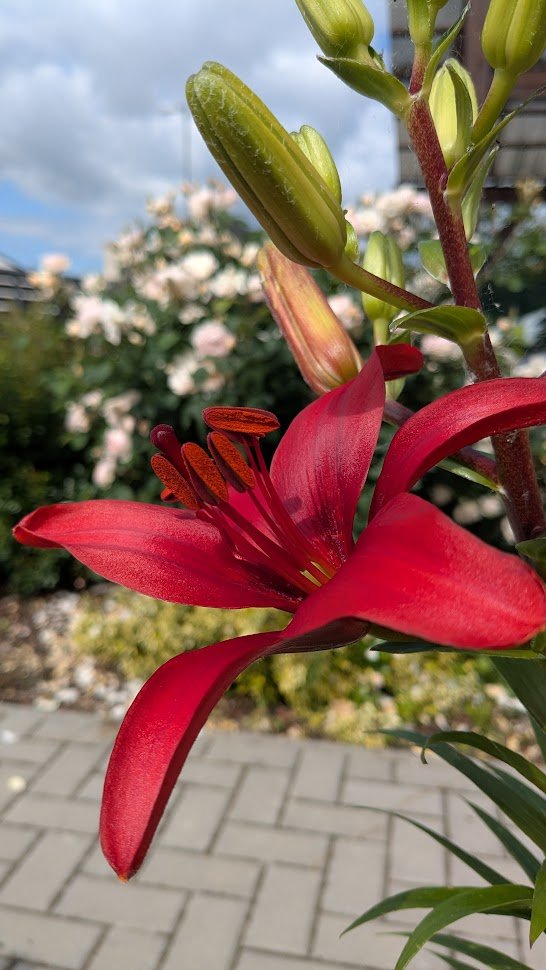 MizeraMichael's tweet image. Lilies have started to bloom in our garden. I wish you, my dears, a beautiful spring. #Flower #gardening #lilies