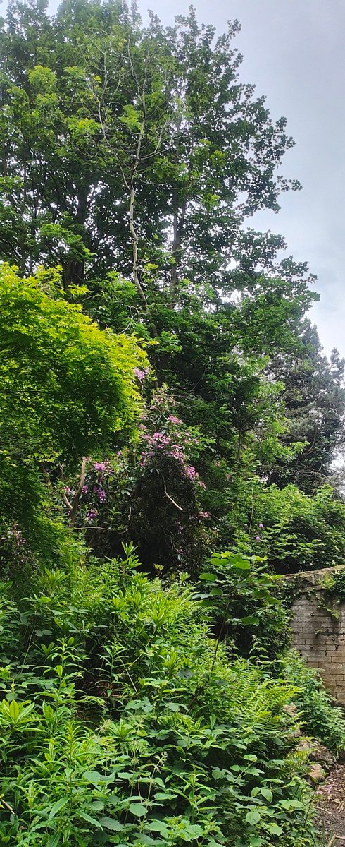Jesmond Dene parkrun tweet media