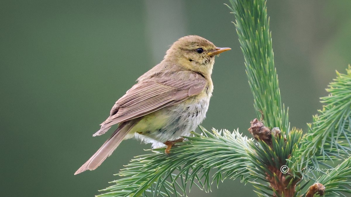 Willow Warbler