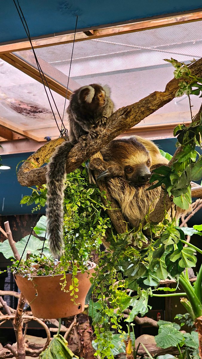 コマくん🦥と おサルさん🐒

2025.04
#コマ #フタユビナマケモノ
#コモンマーモセット
#那須どうぶつ王国