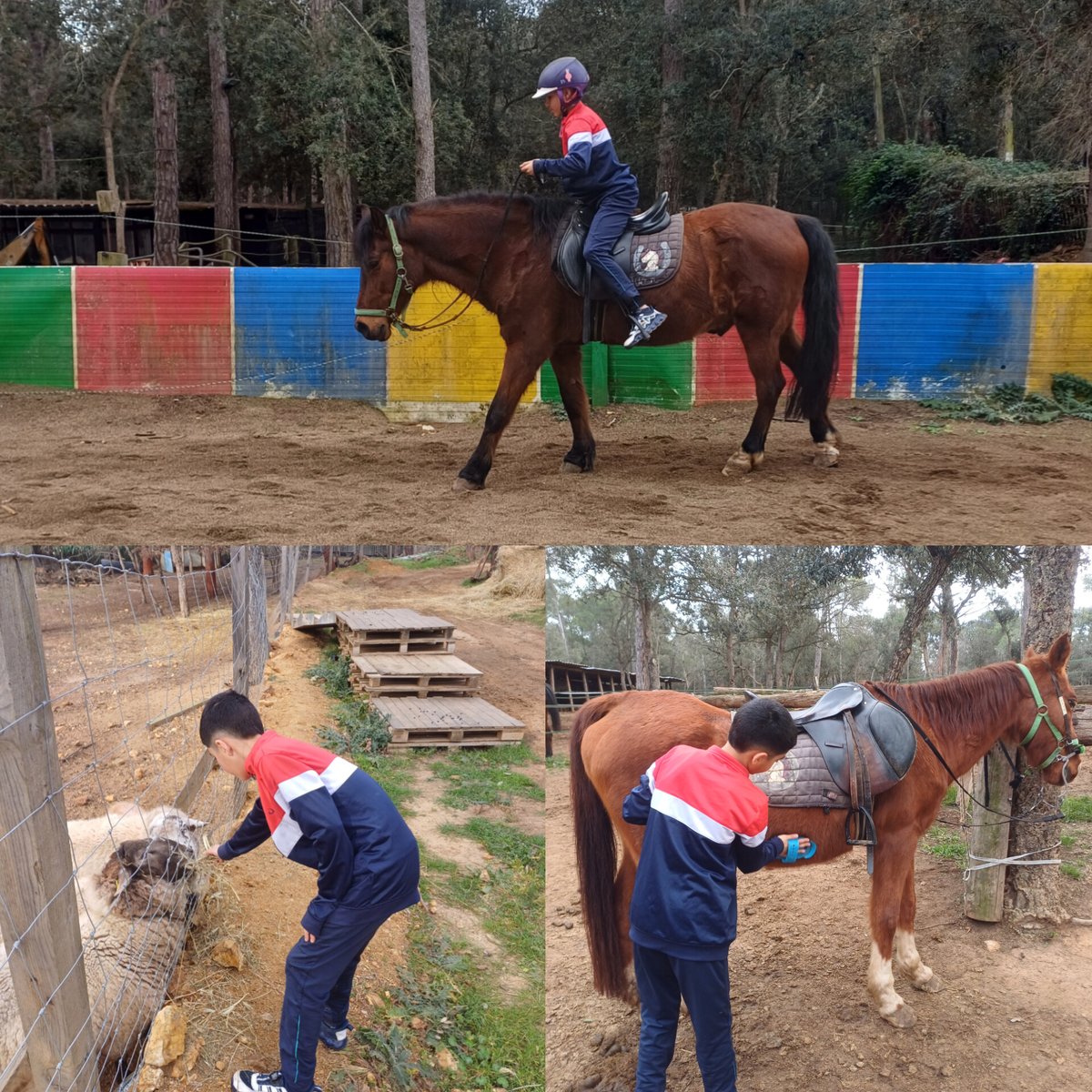 Projecte Rossinyol tweet media