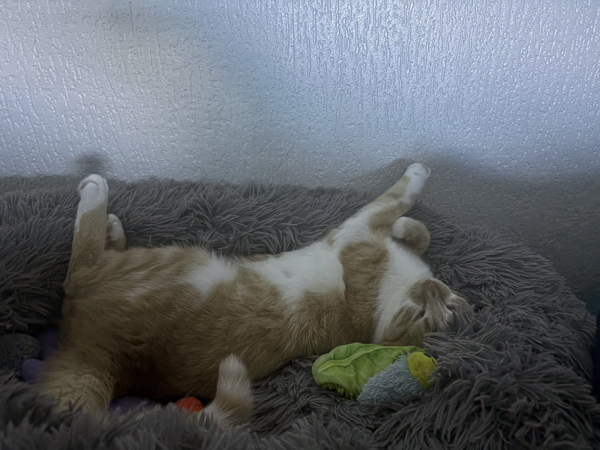 Il est très stressé par la vie