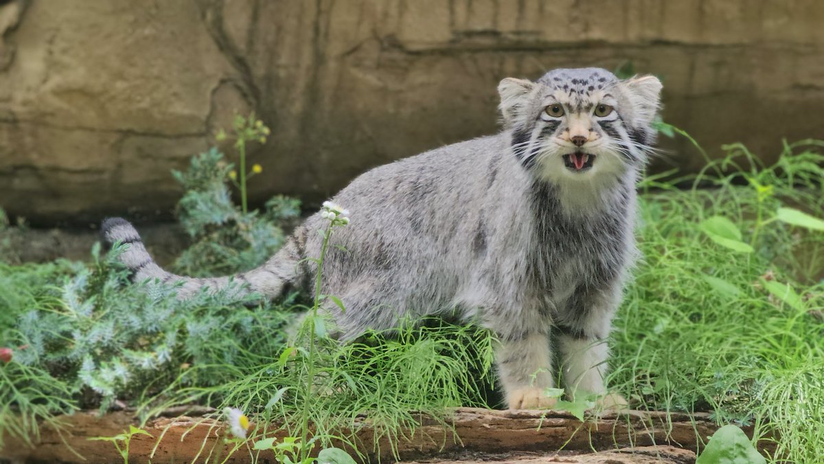 ナゴムくん

2025.06
#ナゴム #マヌルネコ  #pallasscat
#那須どうぶつ王国