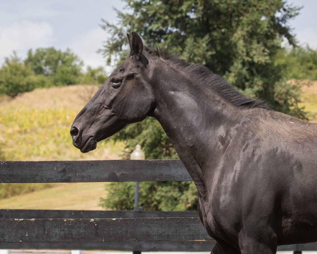 3 years ago, we welcomed Sergeant York to our family ❤️

This handsome equine veteran served 25 years with the U.S. Army’s Caisson Platoon, performing in thousands of Armed Forces Full Honors Funerals &amp; other ceremonies. It's an honor to provide him with a peaceful retirement!