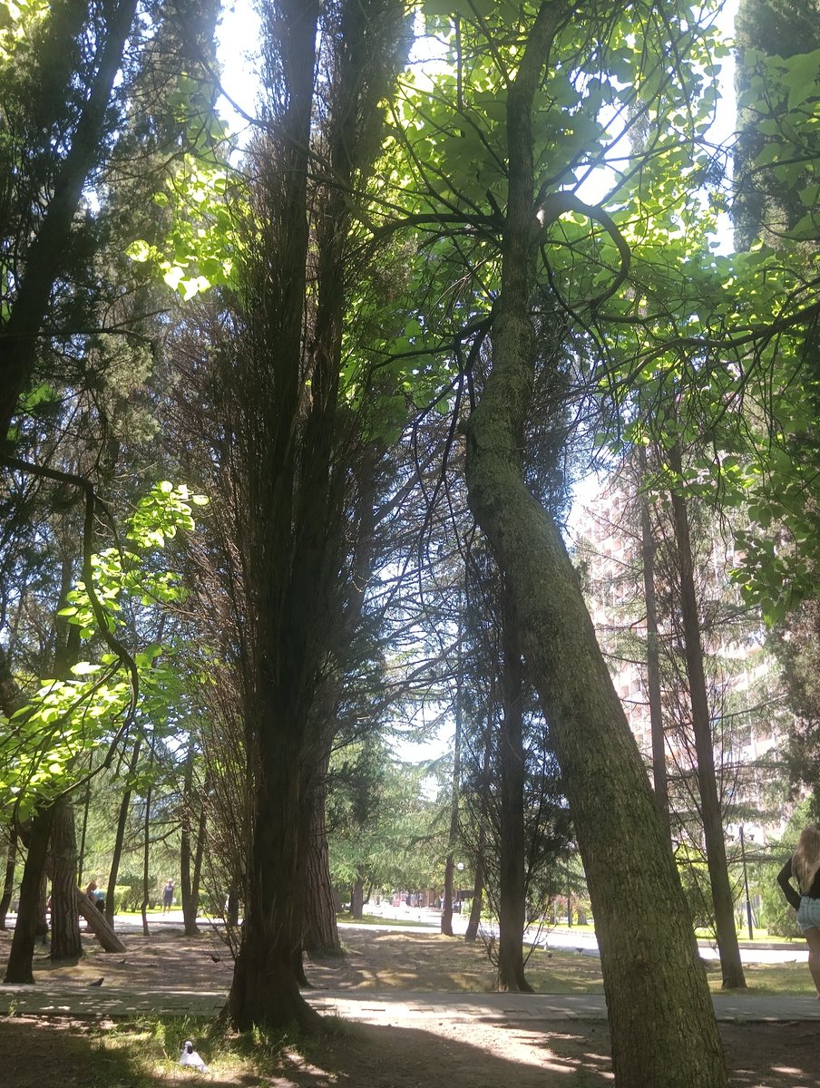 сегодня наслаждаюсь лианами, самшитами и соснами