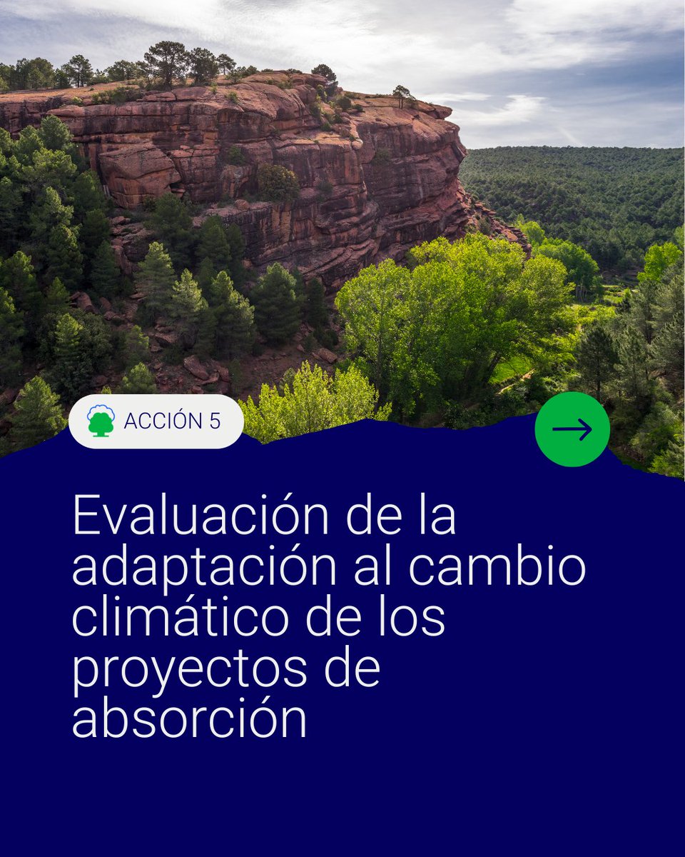 eco2for_fb's tweet image. Para que un proyecto de absorción tenga éxito, es necesario conocer su adaptabilidad al #CambioClimático.

¿Qué estamos haciendo desde #eco2for? 👇