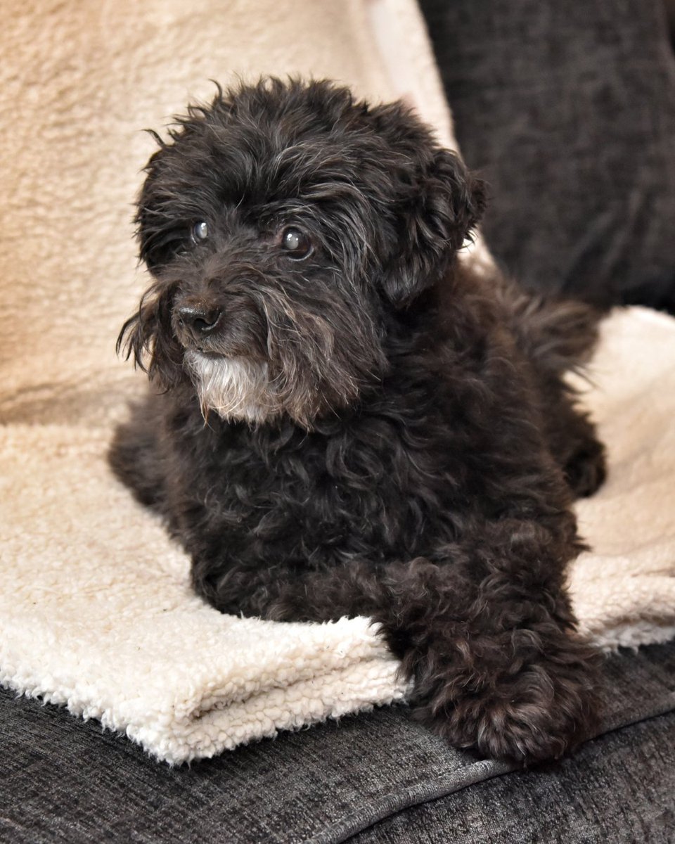 PDSA_HQ's tweet photo. Thanks to players of #PeoplesPostcodeLottery, pets like Fifi can receive insulin medication and support after being diagnosed with diabetes ❤️
"We didn’t know much about diabetes in dogs, but PDSA were amazing and showed us how to give Fifi insulin," Fifi's owner, Gemma, says. https://t.co/NYqHpkT3EV