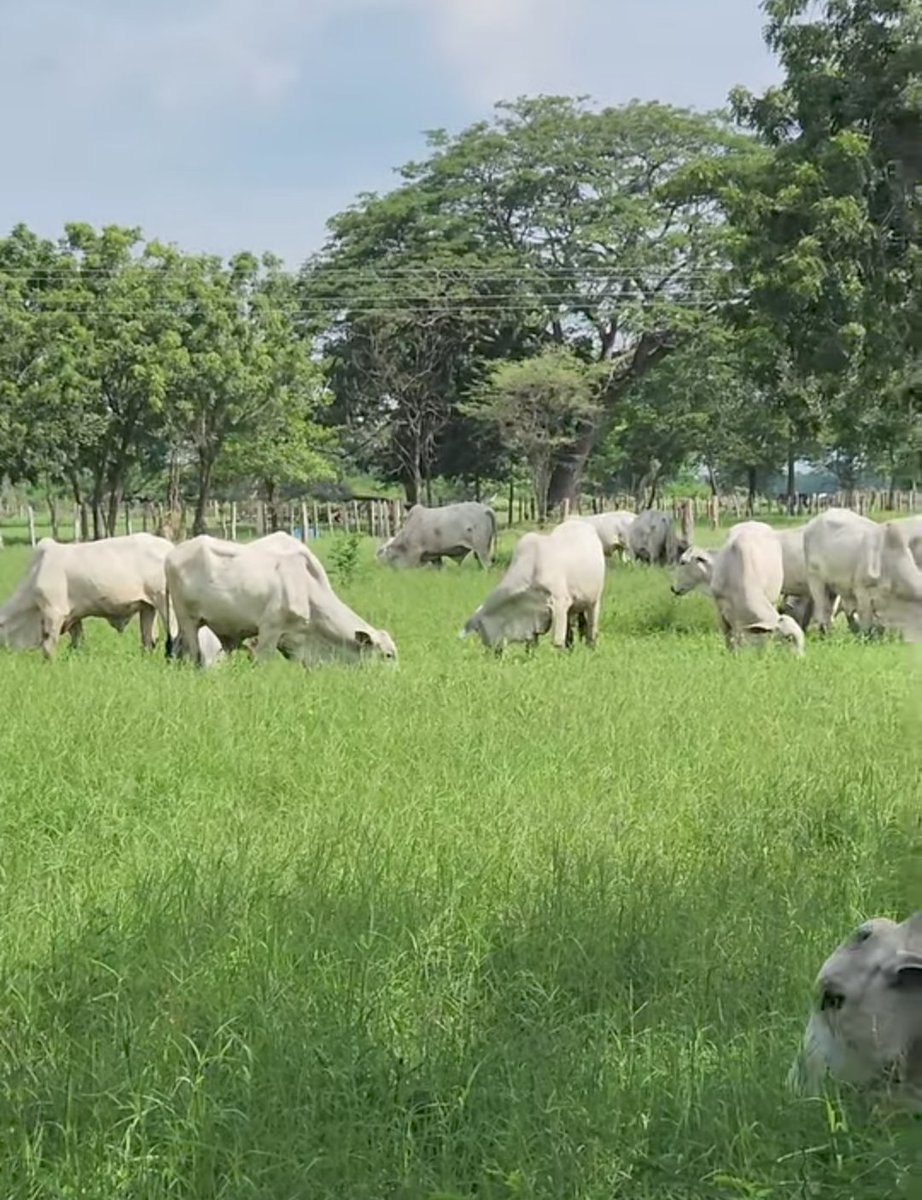 Con adecuadas pasturas la condición corporal de los animales se mantiene 
#Derribandomitos 
#Fedegan61años 
#OrgullosamenteGanaderos 
#ConstruyendoGanadería