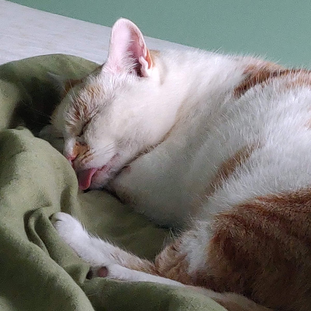 No seminar today because we are all drowning in the last few days of marking, but please enjoy this mega-blep from a furball with no such concerns