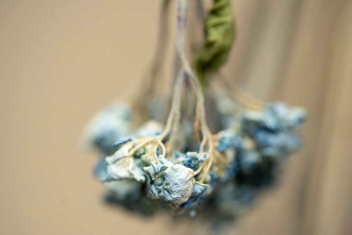 oysm1's tweet photo. The last green note fades, but the song lingers still. – Oh Slime (Live)#4 (Fishmans)
#OhSlime
#FishmansLive
#FadingEchoes
#WiltedMelody
#StillSinging
#HydrangeaChronicle
#SlowGoodbye
#葉も枯れて https://t.co/wETkBZ6QZC