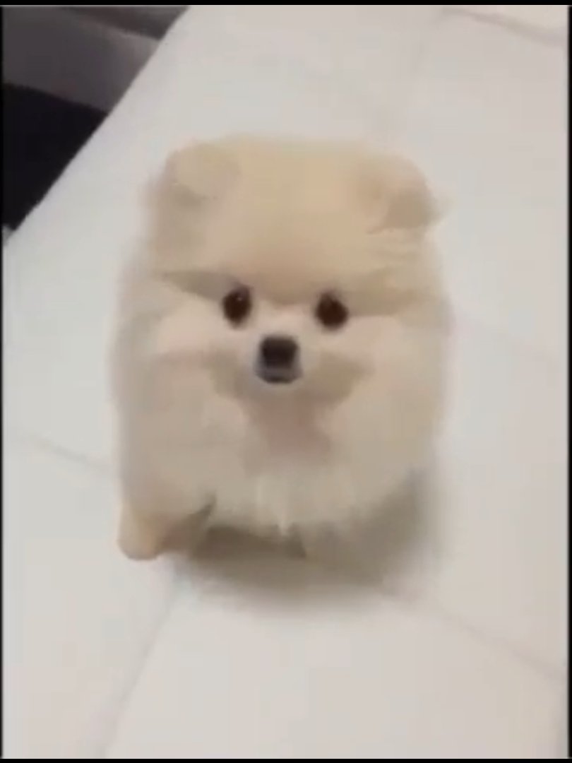 katojun_info's tweet photo. 6月2日 加藤純一の愛犬ハナちゃんが亡くなったとのことです。
ポメラニアンのメスであるハナは2014年はじめごろに迎えられ、加藤純一・チワワのソラと10年以上 生活を共にしました。手を合わせておねだりする仕草が得意で、動画や配信のほか「世にも奇妙な物語」に2度出演していました。12歳でした。 https://t.co/jVquRJRSQi