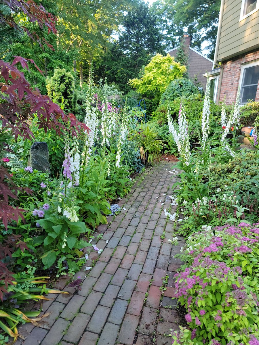 Nature did a pretty good job of putting itself where it looks great. I didn't plan any of those fox gloves.