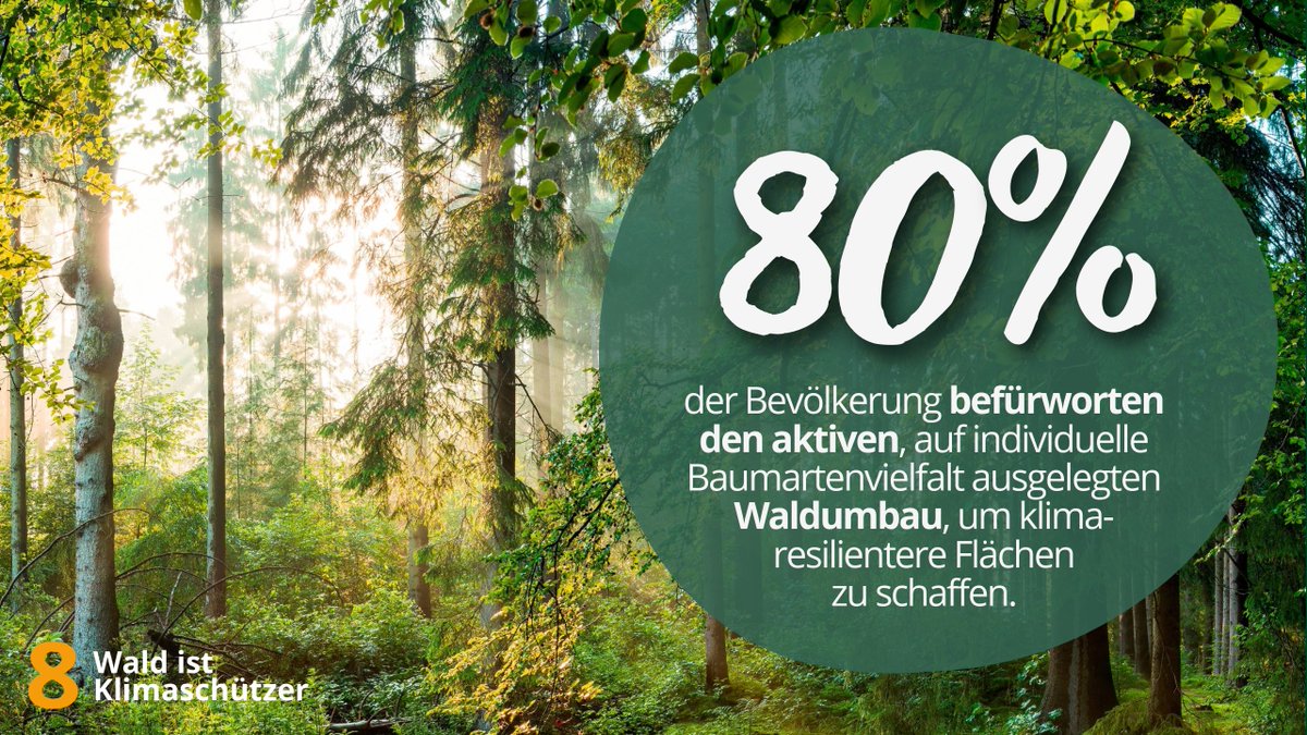 📊Ja zum #Waldumbau! 80 % befürworten laut YouGov-Umfrage in Deutschland aktiven Waldumbau für mehr #Klimastabilität.🌲Mehr Vielfalt im #Wald ist nicht nur notwendig, sondern gesellschaftlich gewollt. Für die Umsetzung braucht es Freiheiten &amp; Förderung. Mehr auf: