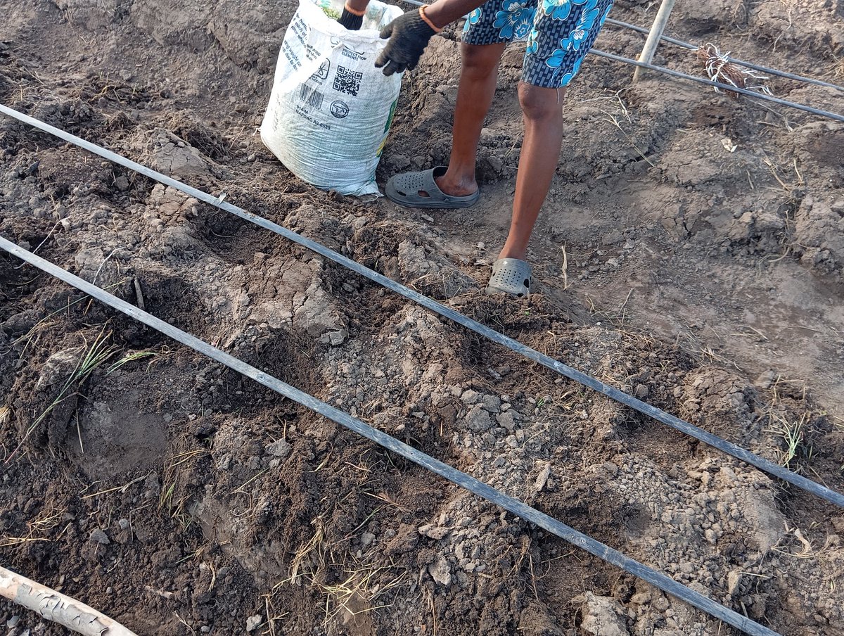 If the soil is hungry the plants will starve and look unkept but when the soil is well fed the plants will flourish and blossom 🌼✌️🥒🌽🫑