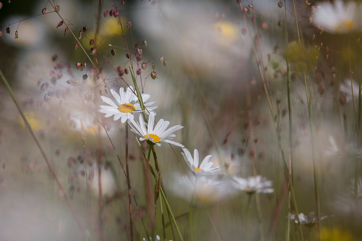 Birr Castle Demesne (@birrcastle) on Twitter photo Lost in the beauty of our wildflower meadow🌼🌾💛
📸: <a href="/TinaClaffey/">TinaClaffeyPhoto</a>
#visitoffaly #visitbirr #irelandshiddenheartlands #meadow #keepdiscovering Lost in the beauty of our wildflower meadow🌼🌾💛
📸: <a href="/TinaClaffey/">TinaClaffeyPhoto</a>
#visitoffaly #visitbirr #irelandshiddenheartlands #meadow #keepdiscovering