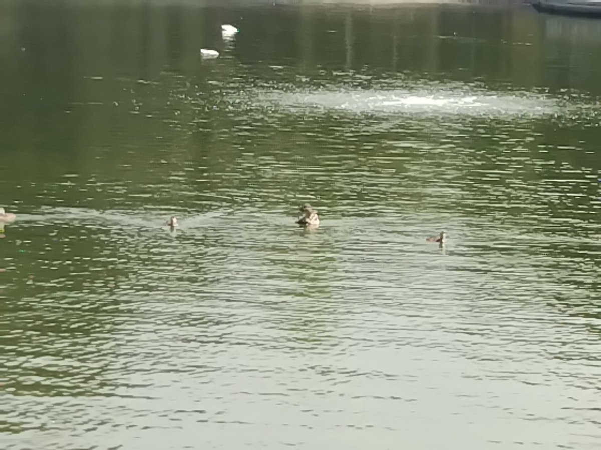 Nacho Romera (@nachoromera1) on Twitter photo El <a href="/malaga/">Ciudad de Málaga</a> es más de arrancar,que de cuidar
Familias de patos huyen
Y lo peor
Se quedan sin cobijo en Parque HUELIN
Esta es la gestión del Área de Medio ambiente
Luego sale la concejala Penelope
Diciendo no se que,de que cuidan las zonas verdes 🤦♂️ El <a href="/malaga/">Ciudad de Málaga</a> es más de arrancar,que de cuidar
Familias de patos huyen
Y lo peor
Se quedan sin cobijo en Parque HUELIN
Esta es la gestión del Área de Medio ambiente
Luego sale la concejala Penelope
Diciendo no se que,de que cuidan las zonas verdes 🤦♂️