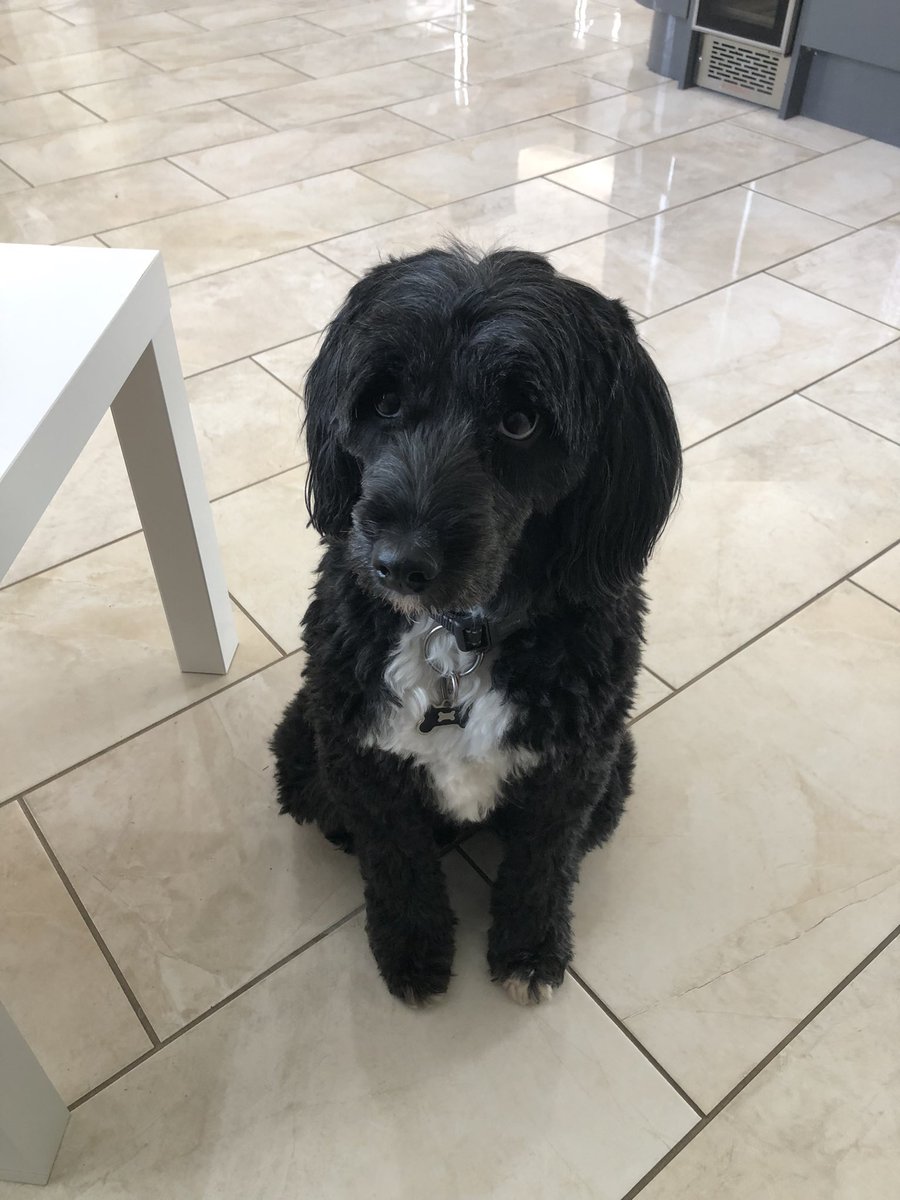 This little shithead just stole and ate the sandwich that I made for work, which also included the last of the cheese in the fridge. He’s very pleased with his efforts. Me, not so much 🧐