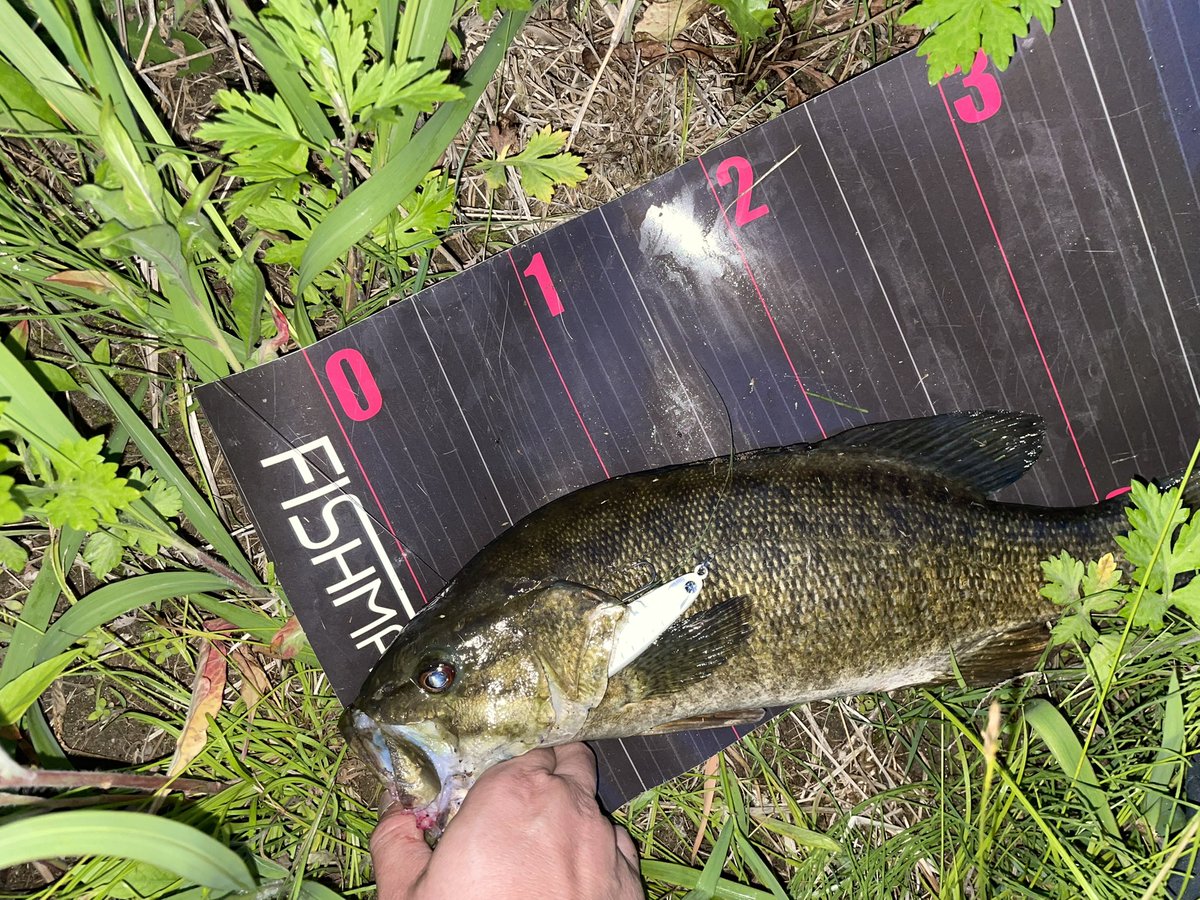bf8seb's tweet photo. 17:30~19:15
やや増水濁り。フリーリグドリフトで44🐟
2匹目は念願のタイガンフィッシュ‼️
暗いわ、暴れるわで測定はこれが精一杯😅多分40位🐟
いやー飛ぶし、操作してる感が堪らなく楽しいルアーです🎣
様々な釣れ方で釣れる良い時期になりました😊
#タイガン90 https://t.co/1y42qQpYnj
