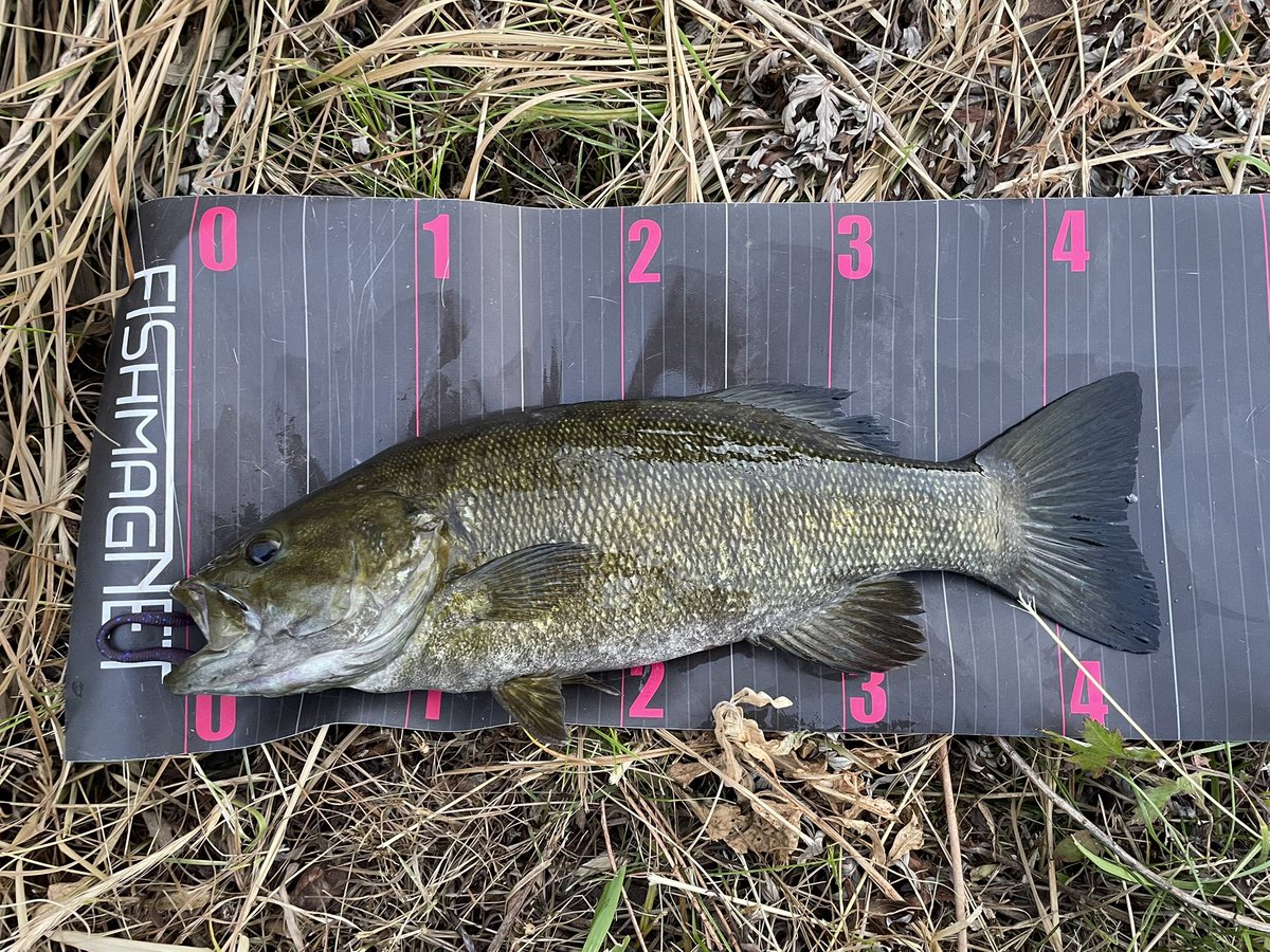 bf8seb's tweet photo. 17:30~19:15
やや増水濁り。フリーリグドリフトで44🐟
2匹目は念願のタイガンフィッシュ‼️
暗いわ、暴れるわで測定はこれが精一杯😅多分40位🐟
いやー飛ぶし、操作してる感が堪らなく楽しいルアーです🎣
様々な釣れ方で釣れる良い時期になりました😊
#タイガン90 https://t.co/1y42qQpYnj