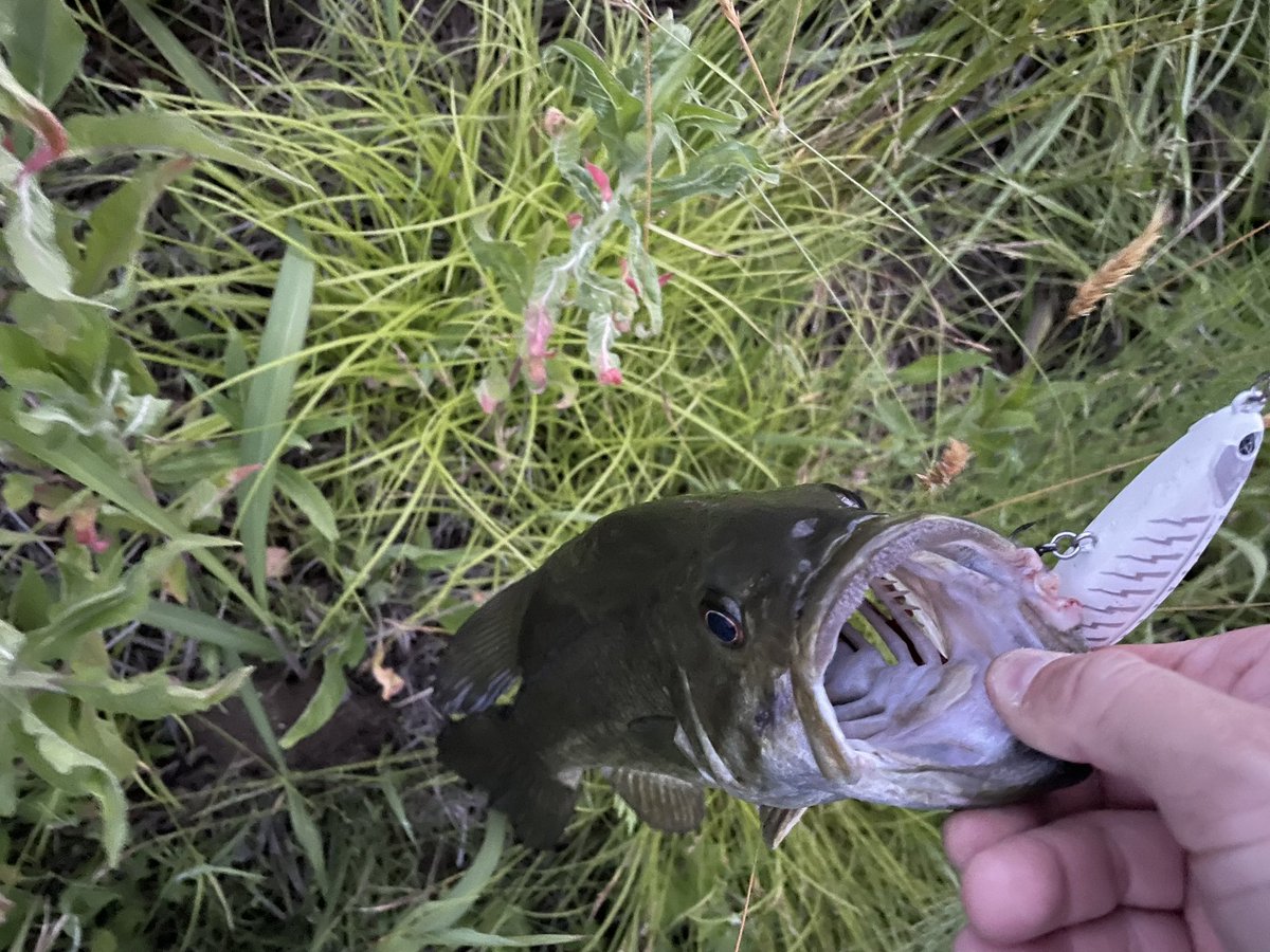 bf8seb's tweet photo. 17:30~19:15
やや増水濁り。フリーリグドリフトで44🐟
2匹目は念願のタイガンフィッシュ‼️
暗いわ、暴れるわで測定はこれが精一杯😅多分40位🐟
いやー飛ぶし、操作してる感が堪らなく楽しいルアーです🎣
様々な釣れ方で釣れる良い時期になりました😊
#タイガン90 https://t.co/1y42qQpYnj