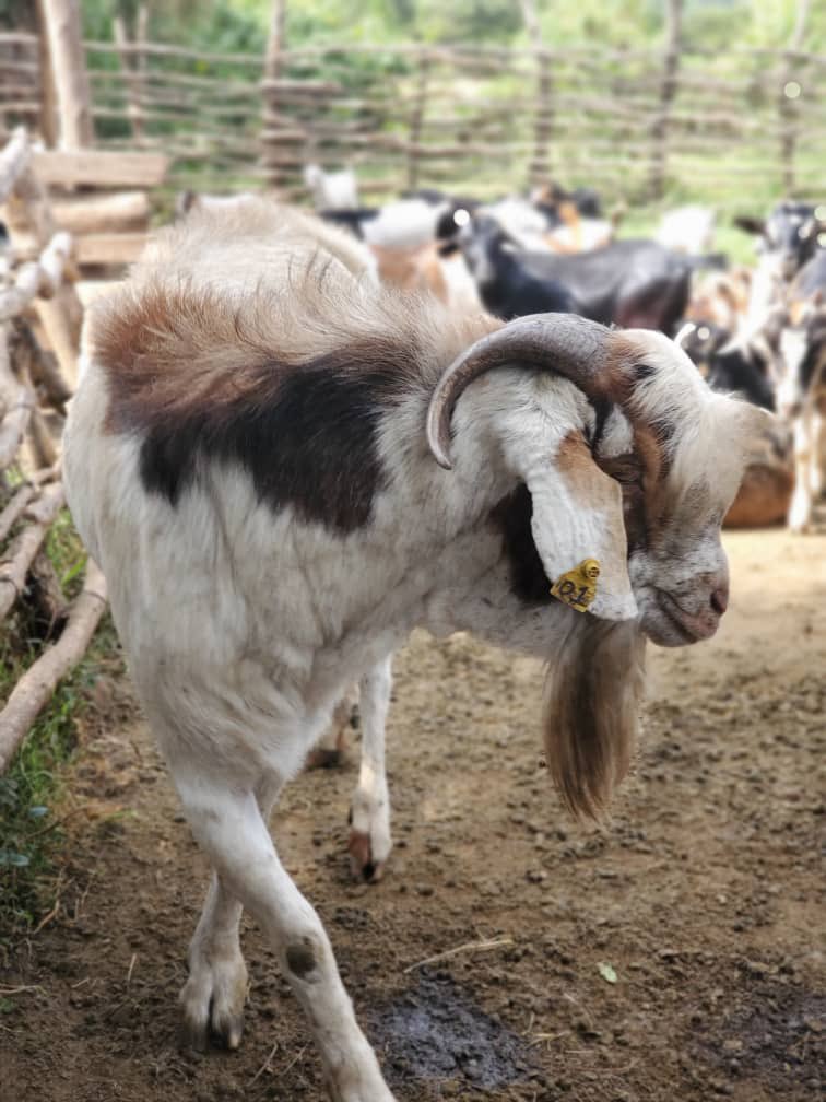 muganzafarm's tweet photo. Boer buck! 🐐 

The King of the farm 🔥 https://t.co/fjThUZpYQJ