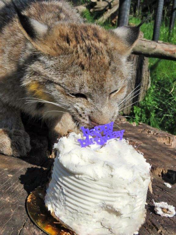 realcatberg's tweet image. Raaow!! Celebrating Lynx Day!!!!!
Twitter do your thing 😊