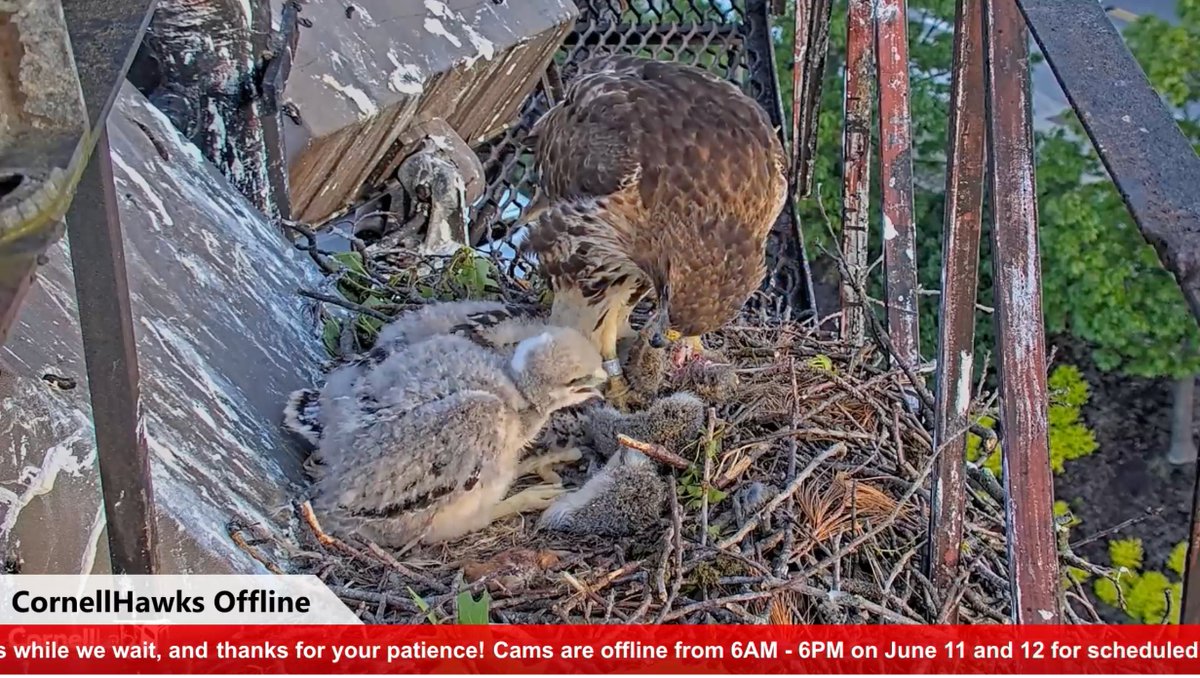 The <a href="/CornellHawks/">CornellHawks</a> cams will be offline some of today (6/11) &amp; tomorrow (6/12) while the fiber network infrastructure is upgraded for the Meinig Fieldhouse construction. Scheduled work is 6a-6p; thanks for your patience &amp; enjoy the highlights while we wait!