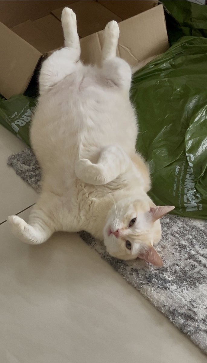 Lepas makan sambung bergolek. 🙂‍↔️ Plastik hijau tu fav baru dia.