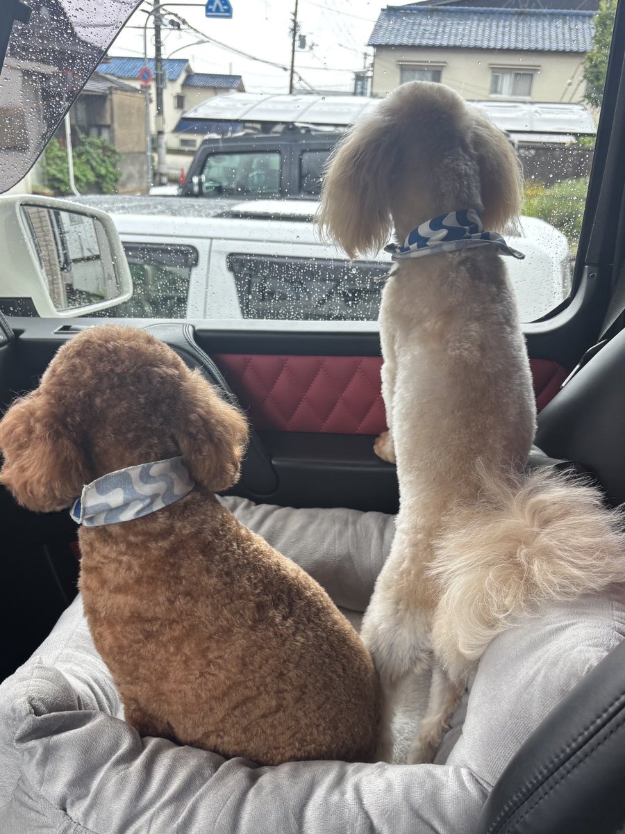 今日は散髪いってきたらしい🐕
次男の散髪1500円、イッヌ1匹6000円。
