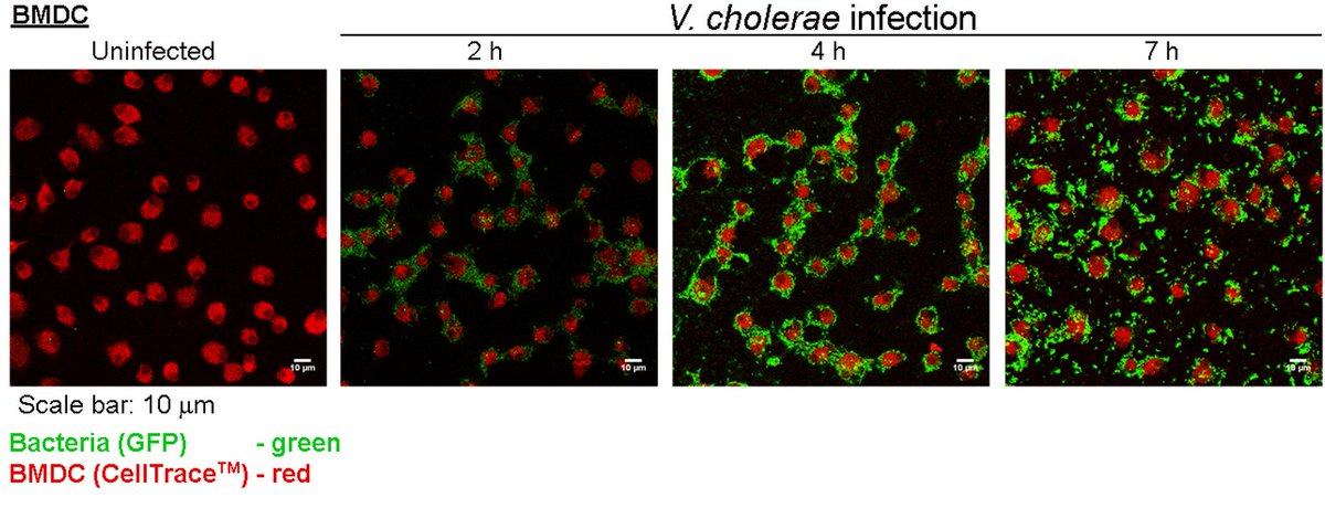 We are happy to share our recent publication on VCC-induced novel TLR assembly in inflammation and cell death. Congratulations to all the authors. Cheers🥳
journals.plos.org/plospathogens/…