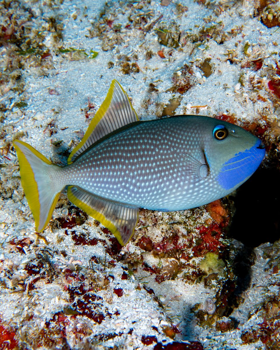 CoralReefFish's tweet image. The Gilded Triggerfish (Xanthichthys auromarginatus) is a common and widely distributed fish. But because it prefers deeper waters (usually below 40m) in places with a lot of current, it's rarely seen. I photographed this beautiful male in the Maldives at about 70m depth.