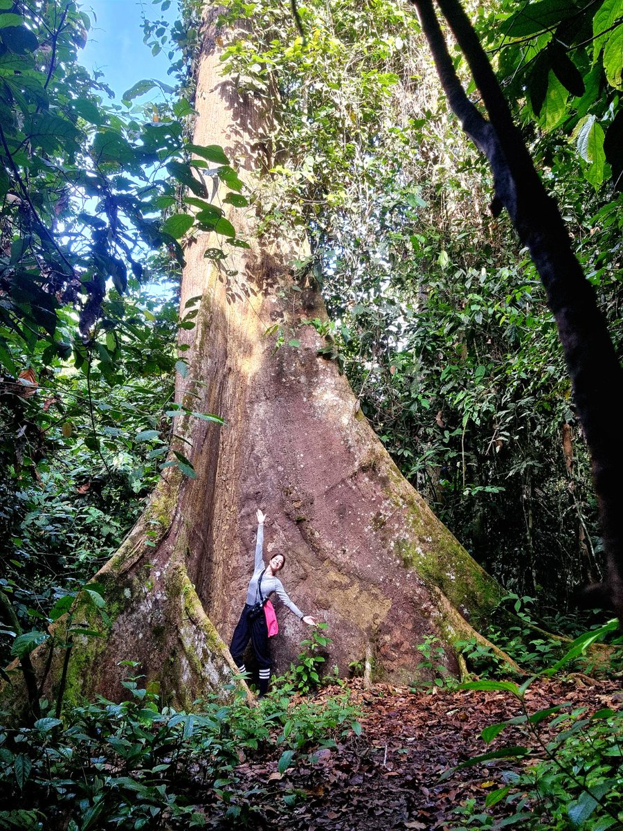Little &amp; large in the rainforest 

Enormous buttress roots give shelter to a skink and a beautifully-camouflaged moth.. (+ jungle nerd for size perspective 🤩)

#Borneo #Nature #trees #wildlife