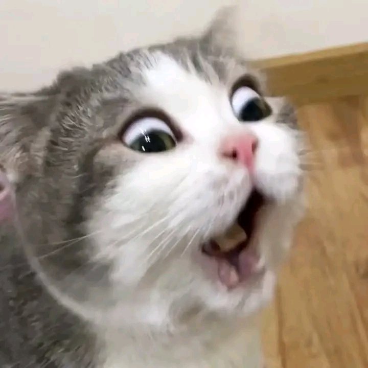 No Context Cats tweet media