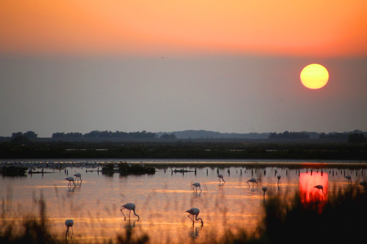 Un momento speciale? 🍷 Un brindisi al calar del sole nelle Valli. 
📍 Qui a Comacchio costruiamo ricordi indimenticabili!

ℹ️ Info e prenotazioni 📷 t.ly/OmUWZ