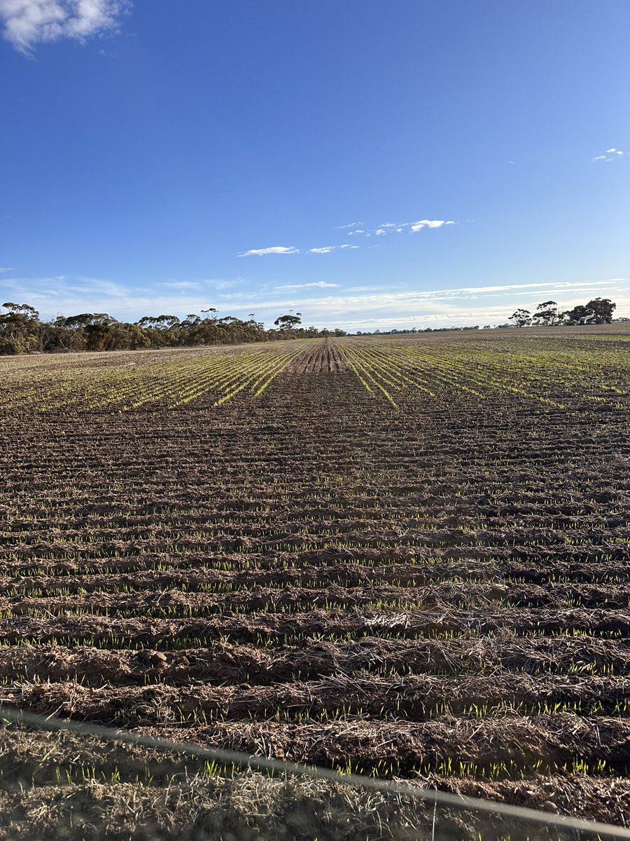 World’s shittest farm award goes to me. Time to find a small combine seeder to fill in the gaps 🤣🤣