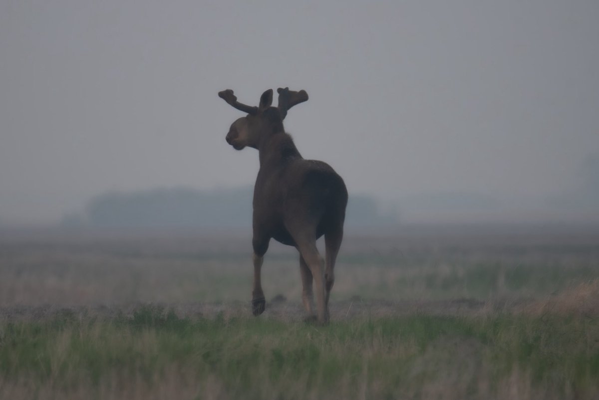 Dylan Bertholet tweet media