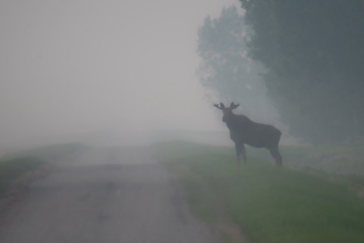 Dylan Bertholet tweet media