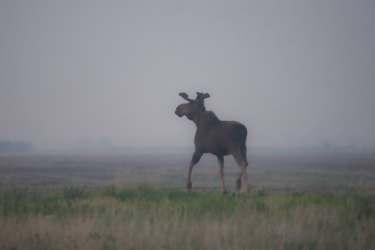 Dylan Bertholet tweet media