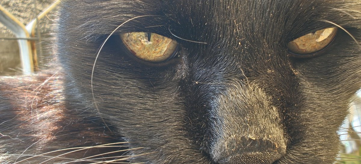 #withnothing #photo #BlackCat