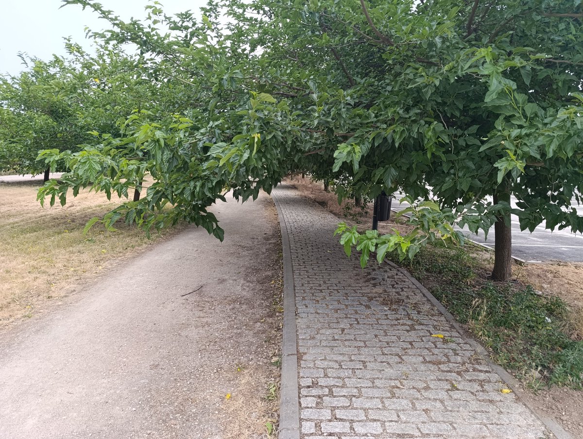 raul2379's tweet photo. @aytogetafe con quien hay que ponerse en contacto para que corten una cuantas ramas de los árboles situados en la Verada del Molino y la c\ de la Gitanilla?? Cada vez que pasa por la zona, tienes que agacharte ya que las ramas están a menos de un metro del suelo.. https://t.co/dscvmSEGJw