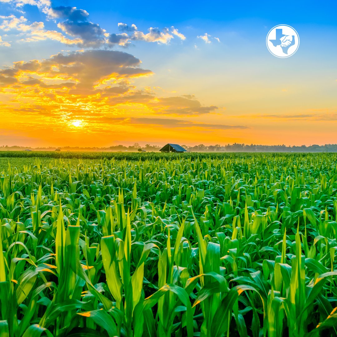Texas farmers harvest millions of acres of corn each year, supporting local communities and feeding families across the nation. 🌽

From tortillas to livestock feed, corn powers a lot more than you might think.

#NationalCornDay #TexasFarming #GermaniaInsurance