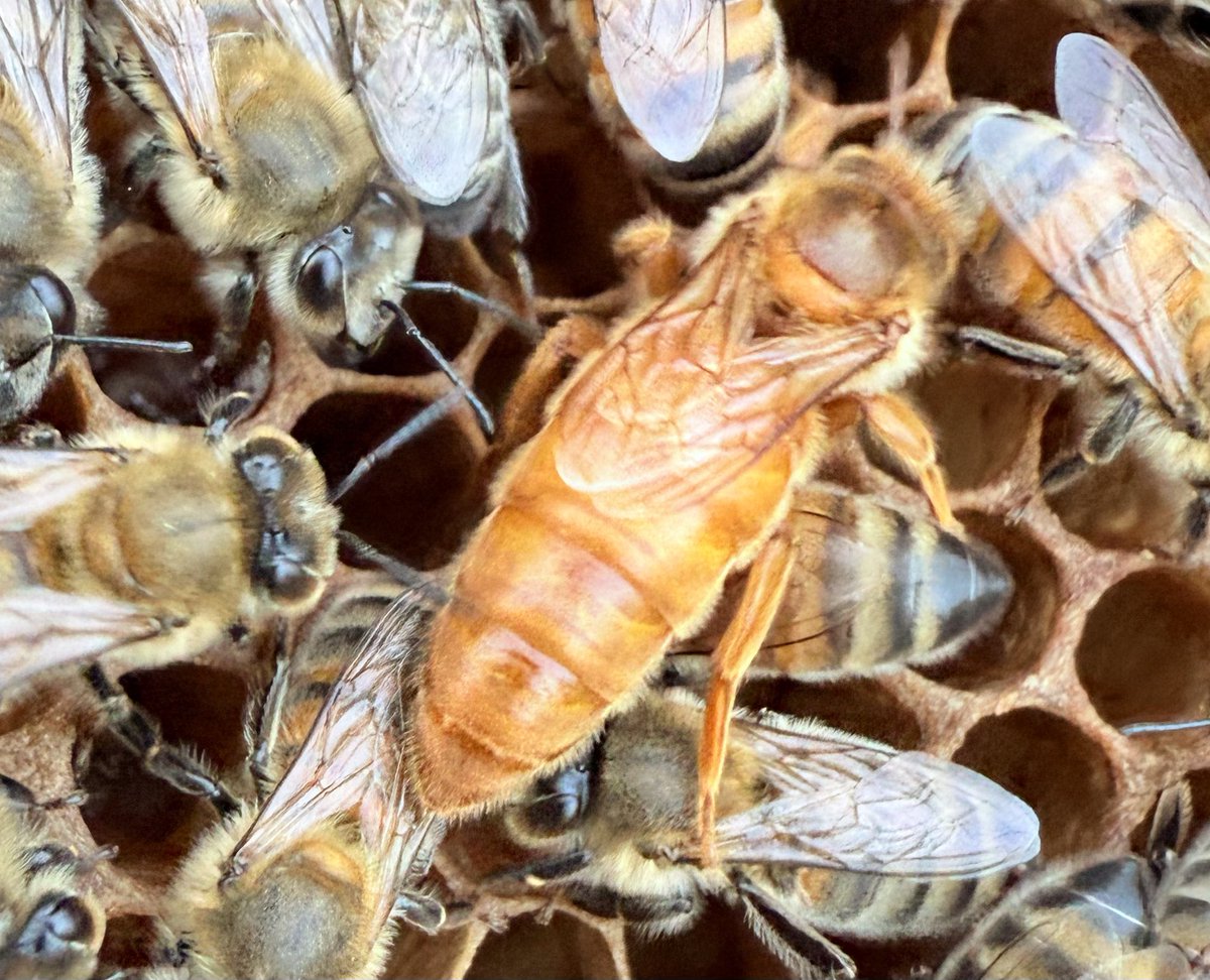 Döküyor mübarekler. 

Kızartma yasak diyet var fırına da güzel oluyor. 

Sarı kızlarda seneye hazırlanıyor.