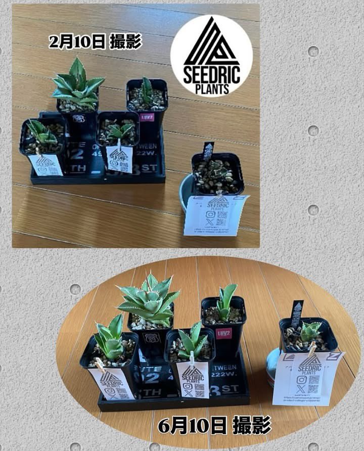 toccha_713's tweet photo. #2025年6月11日

『2025年6月10日 撮影📸』
◆ 今月のアガベ達🌱◆

@SEEDRIC_PLANTS 
@basshack_com 
@LoveBiwa 

#アガベ
#バスハック
#BASSHACK89
#愛姐さん
#LUV2PLANT
#SEEDRICPLANTS https://t.co/wifwx9TPOG