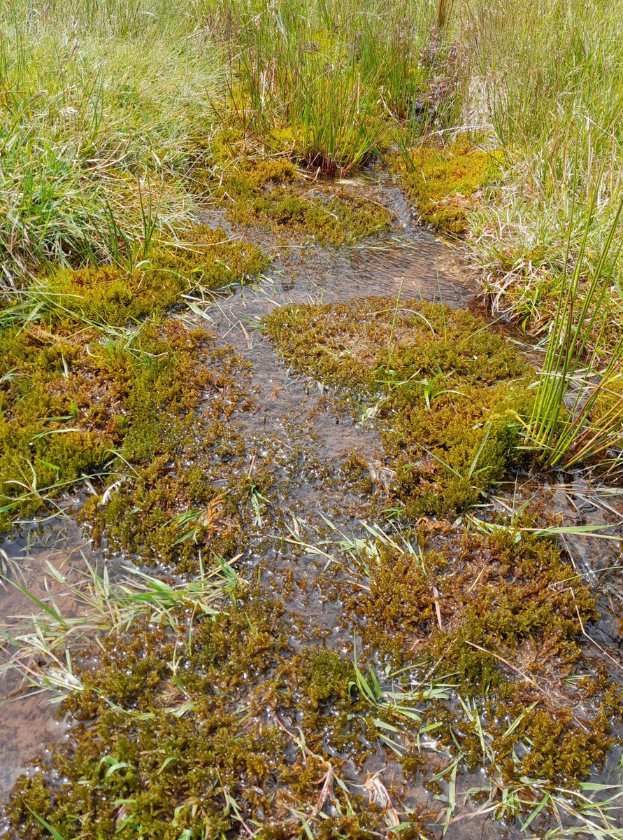 Spotted a species-rich calcareous flush in Wensleydale last week 🌿

Packed with ‘brown’ mosses, Common Butterwort, Flat-sedge &amp; Bird’s-eye Primrose - a lovely example of these special wetland habitats! 💧🌸

#YorkshireDales #Botany #Wensleydale